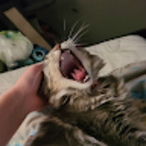 Meet your Posher, Morgan